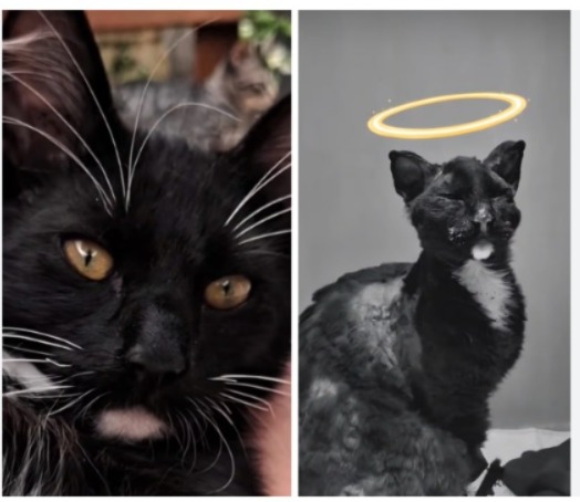 JUSTIÇA POR LOKI: CASO DE MAUS-TRATOS COMOVE O PAÍS E SEGUE SOB INVESTIGAÇÃO